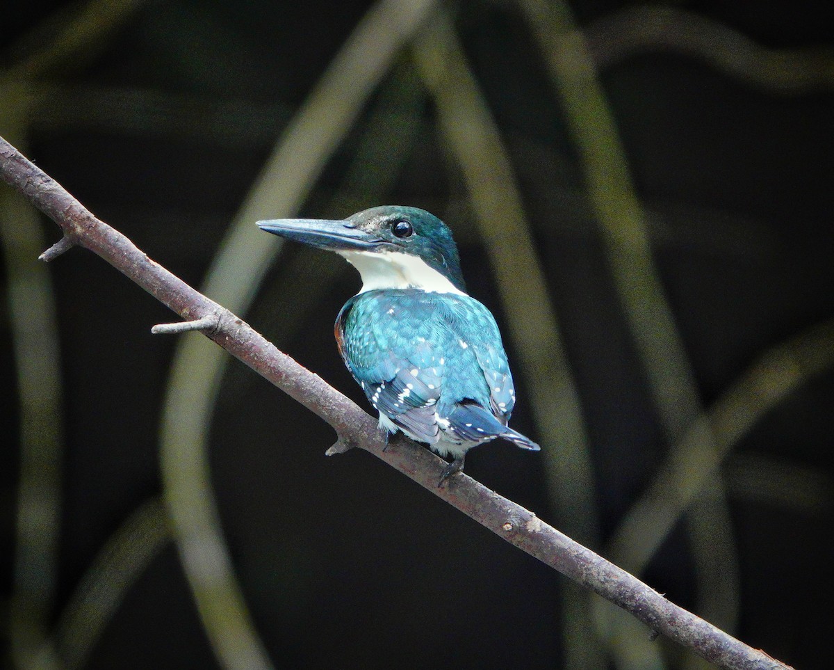 Green Kingfisher - ML621289687