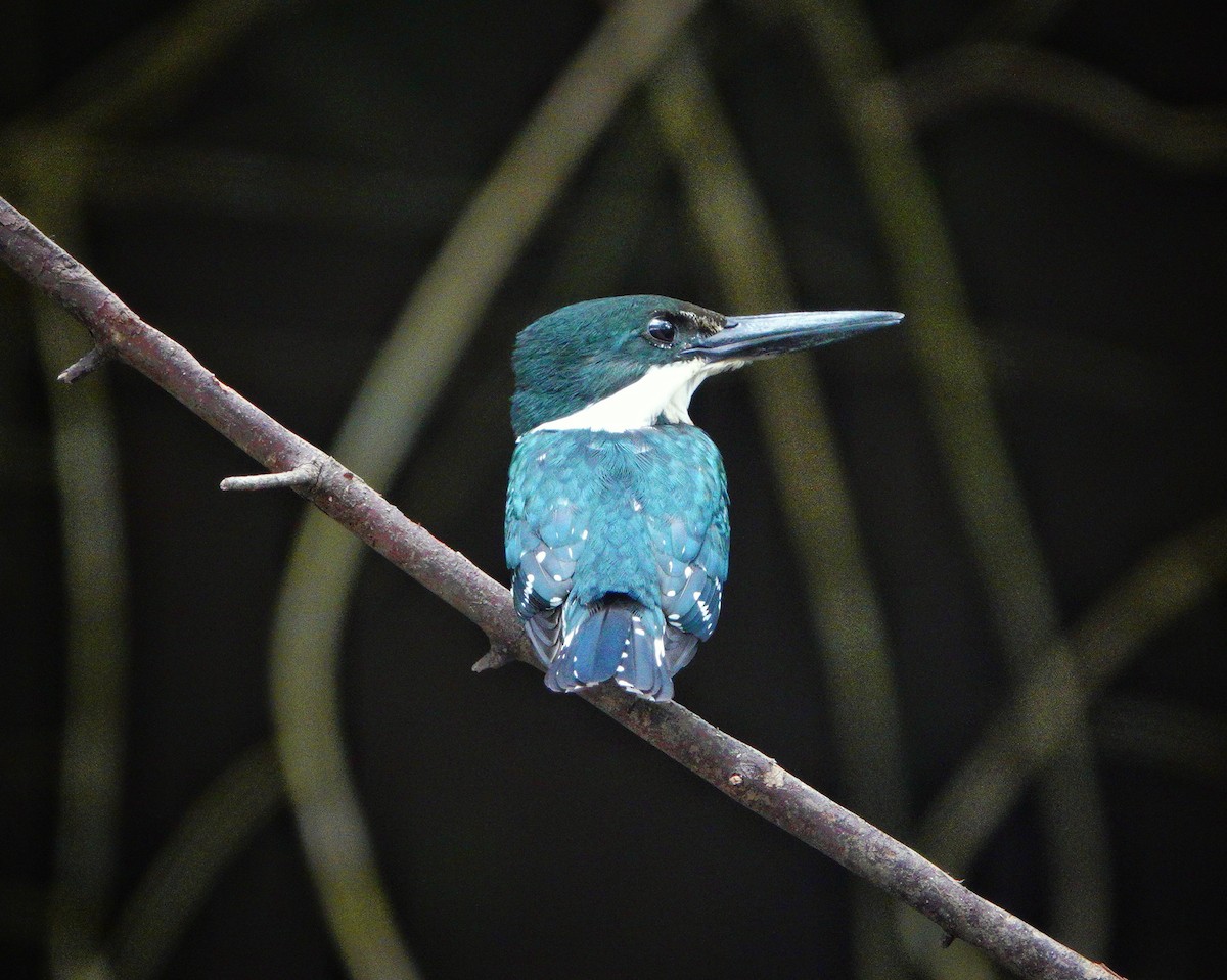 Green Kingfisher - ML621289688