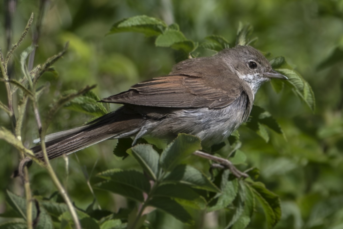 Greater Whitethroat - ML621289736