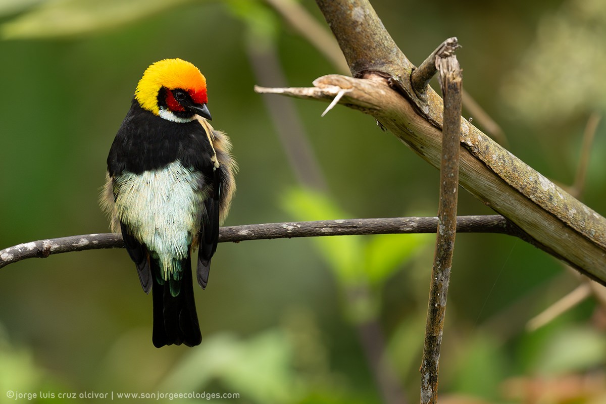 Flame-faced Tanager - ML621289816