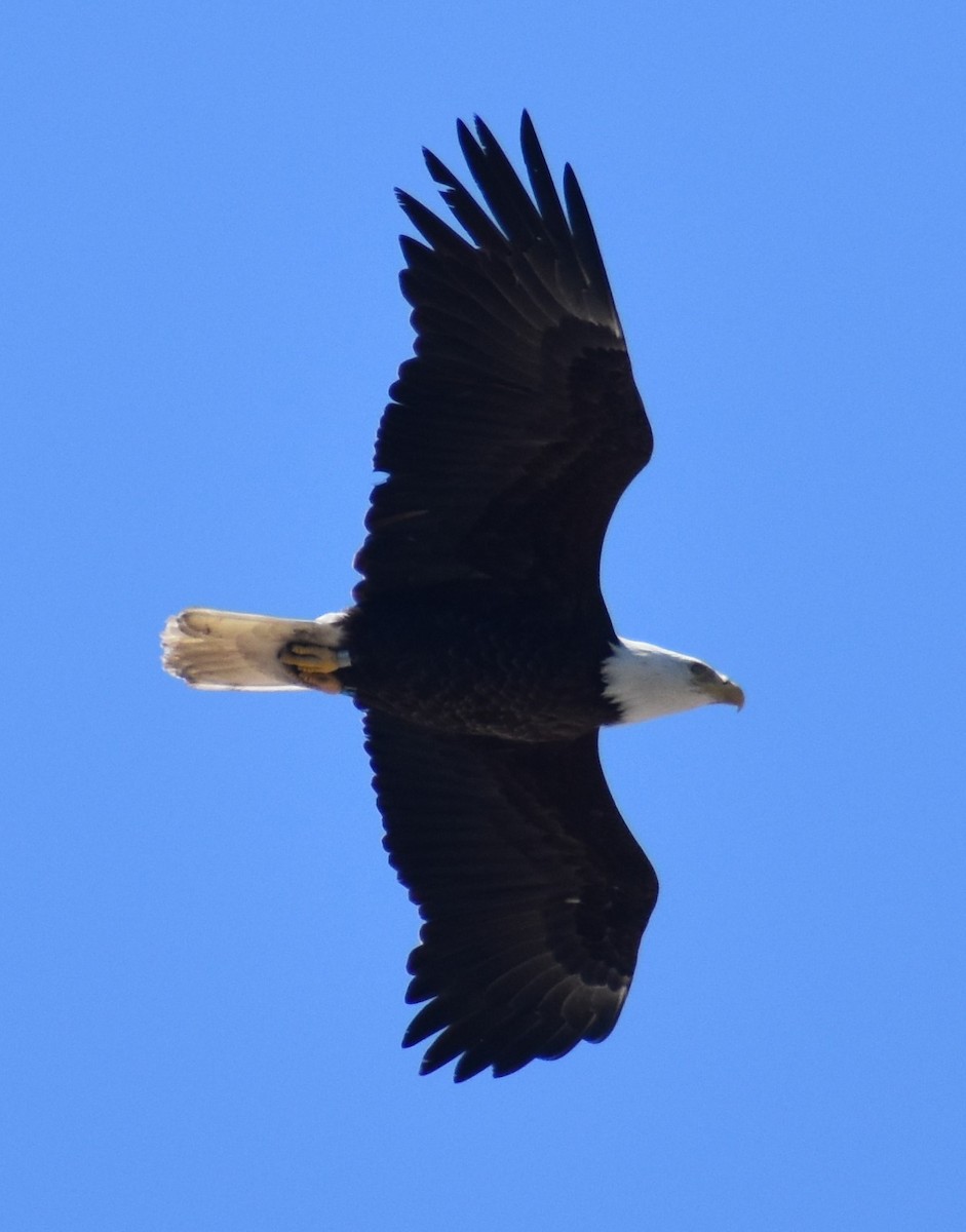 Bald Eagle - ML621289962