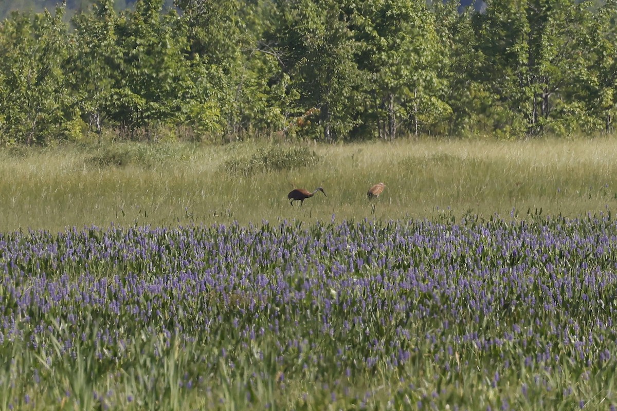 Sandhill Crane - ML621290137