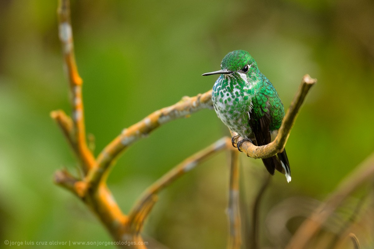 Rufous-vented Whitetip - ML621290199