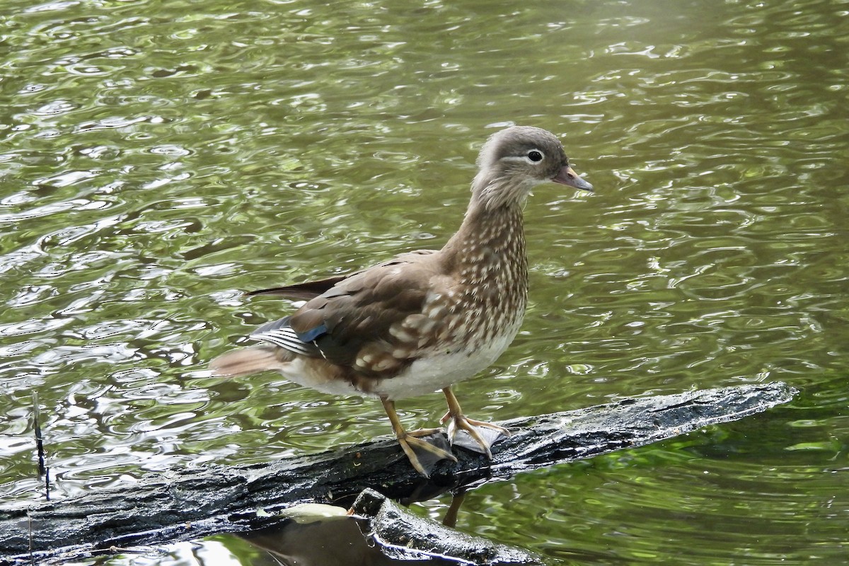 Mandarin Duck - ML621290224