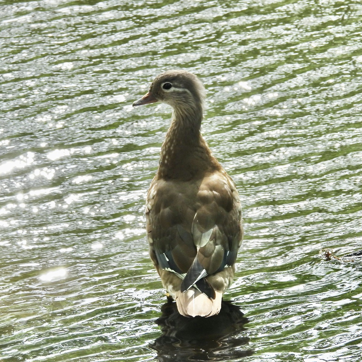 Mandarin Duck - ML621290238