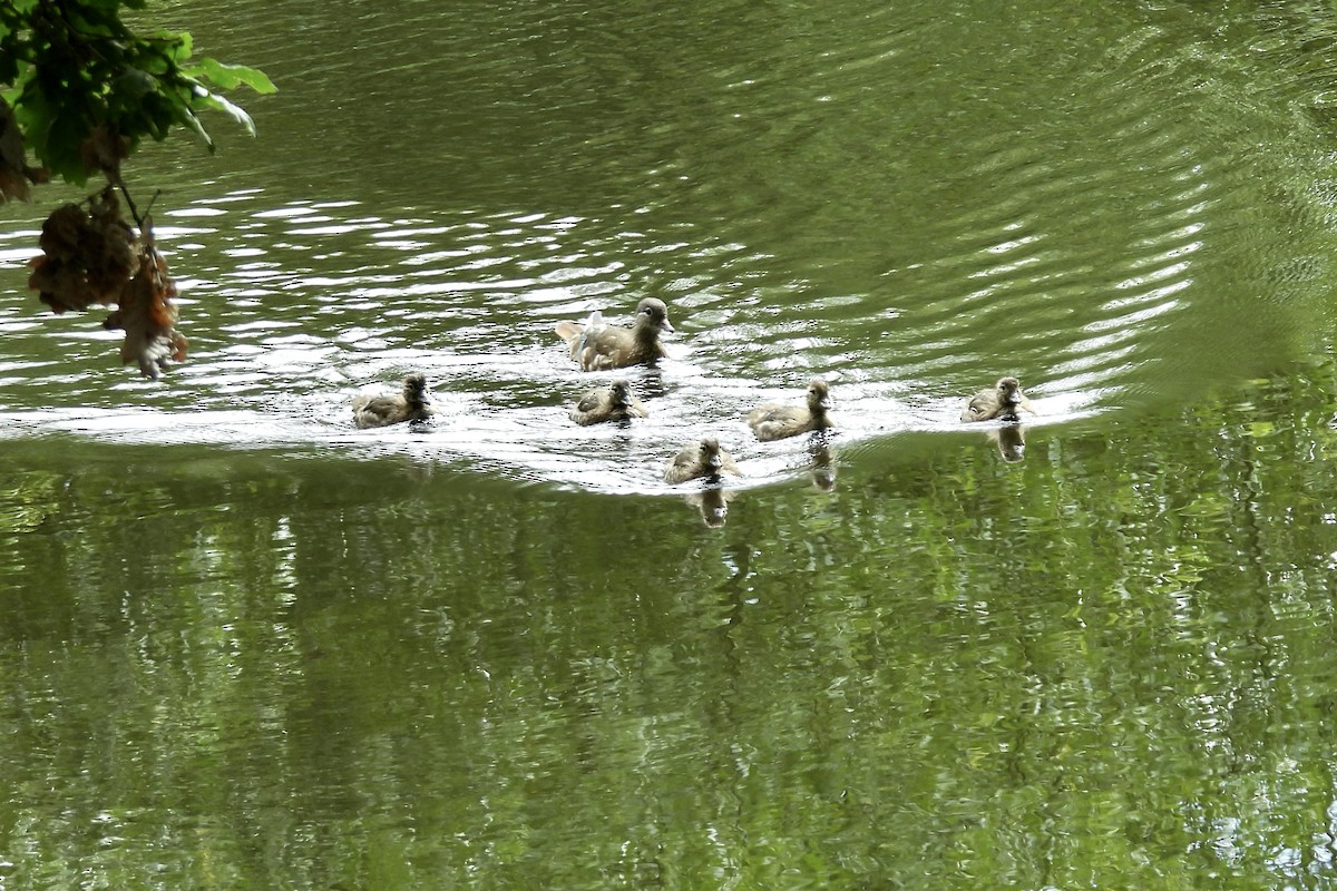 Mandarin Duck - ML621290255