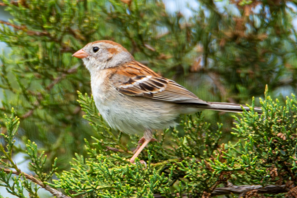 Field Sparrow - ML621290261