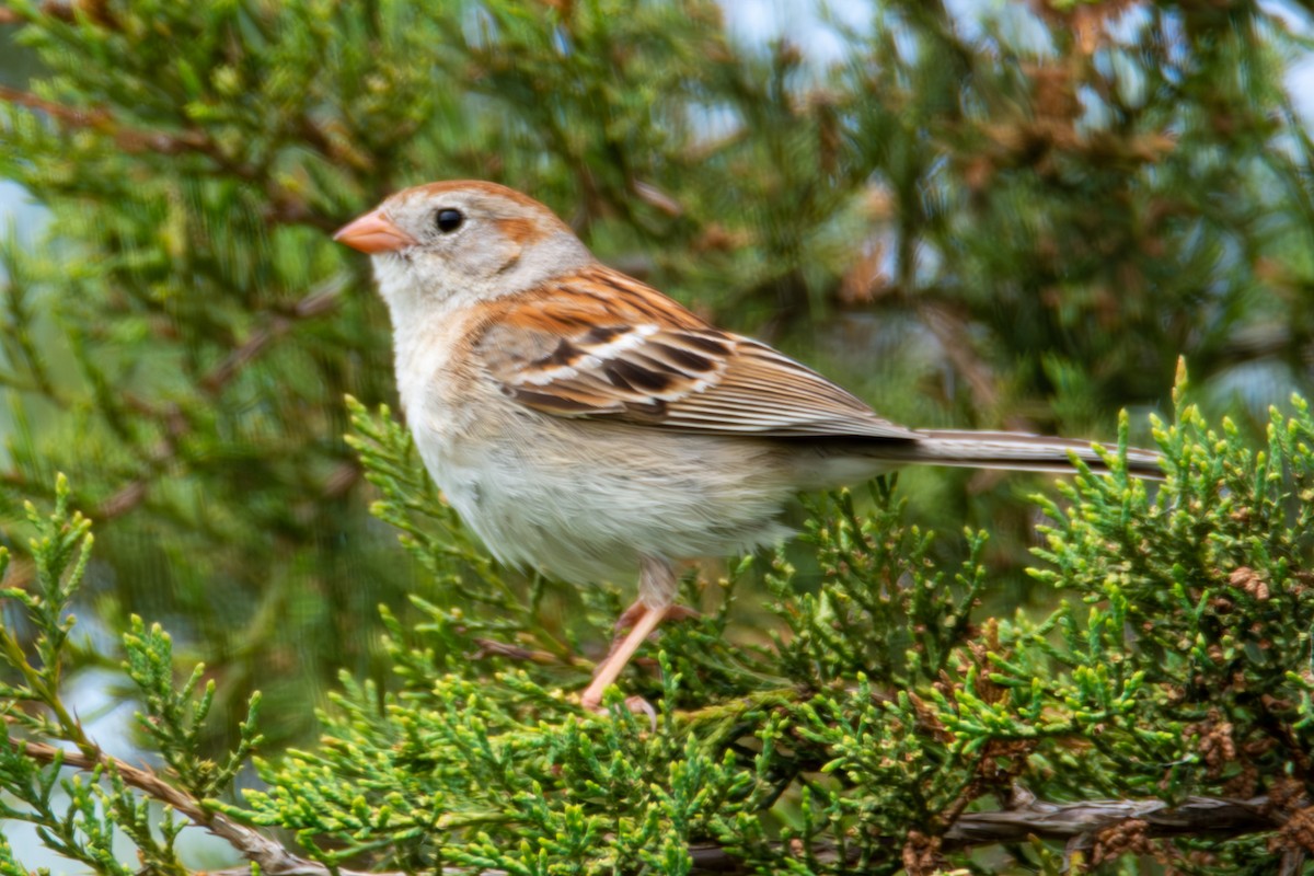 Field Sparrow - ML621290262