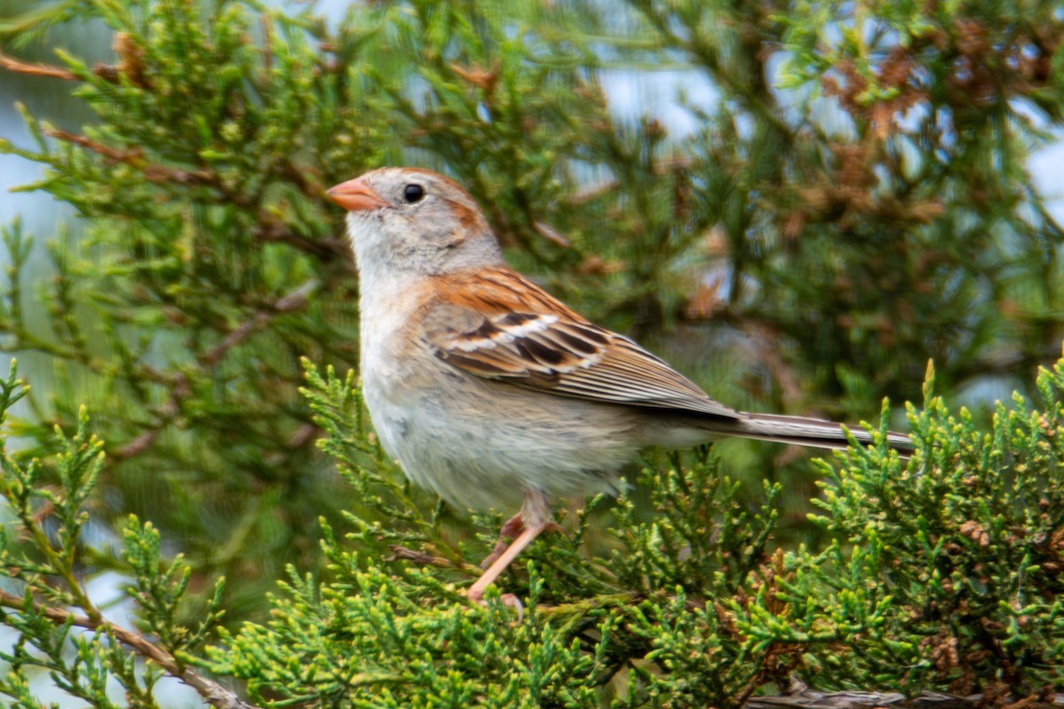 Field Sparrow - ML621290263