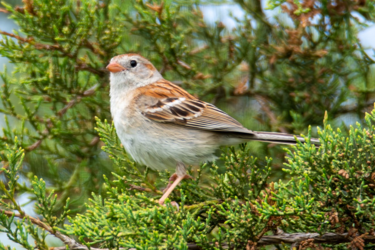 Field Sparrow - ML621290264