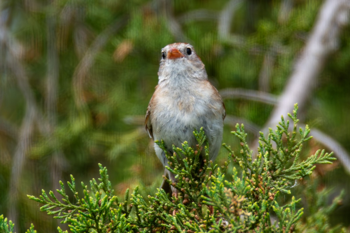 Field Sparrow - ML621290266
