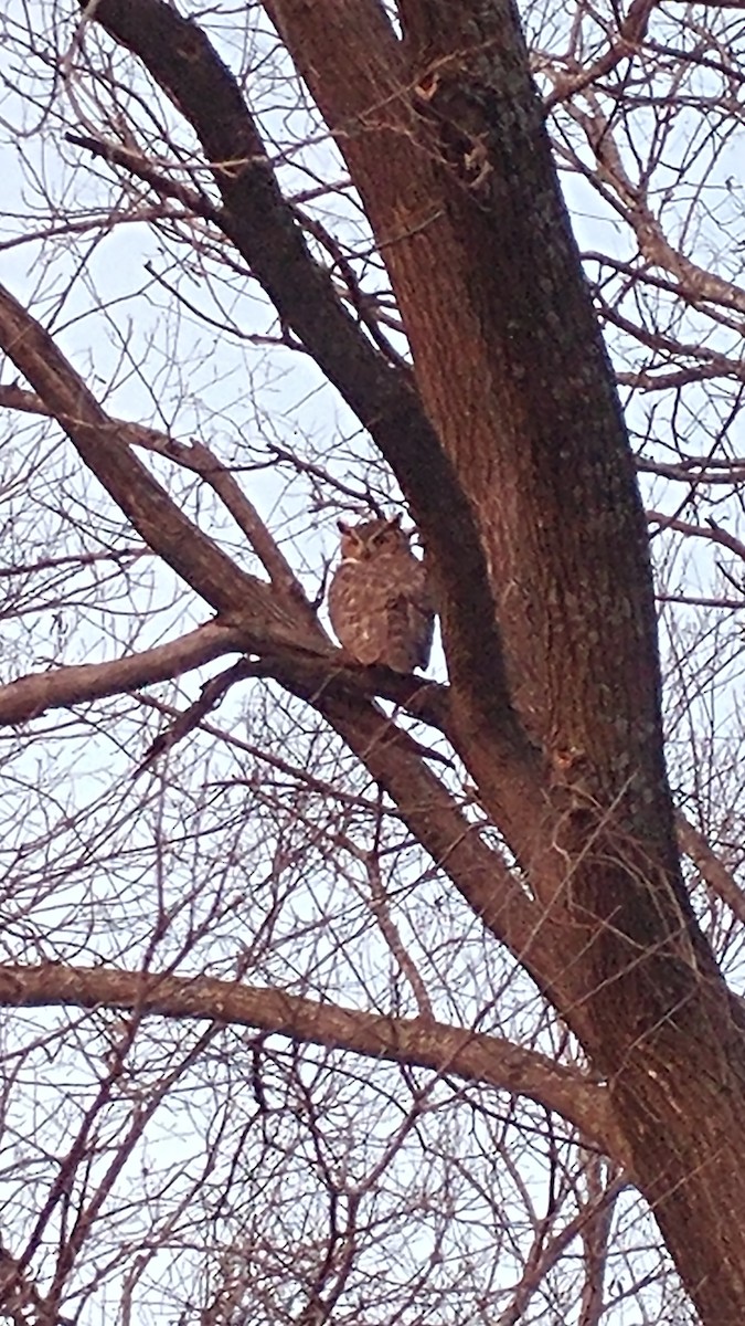 Great Horned Owl - ML621290302
