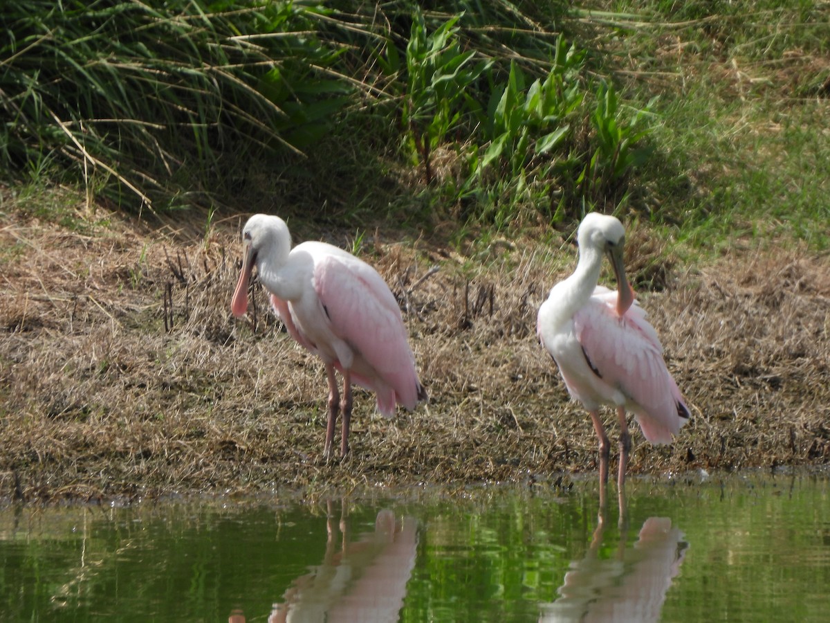 Roseate Spoonbill - ML621290318