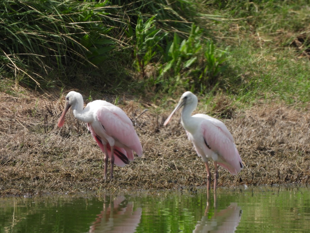 Roseate Spoonbill - ML621290320