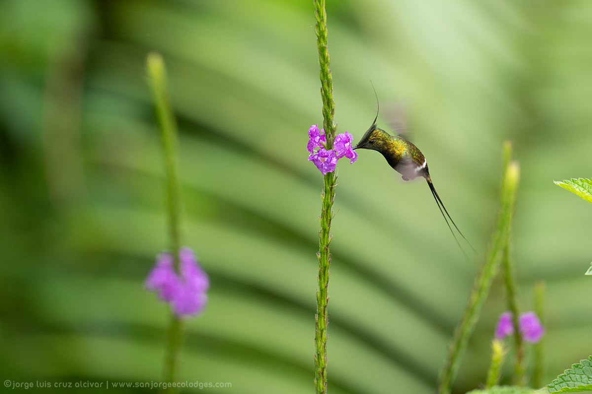 Wire-crested Thorntail - ML621290328