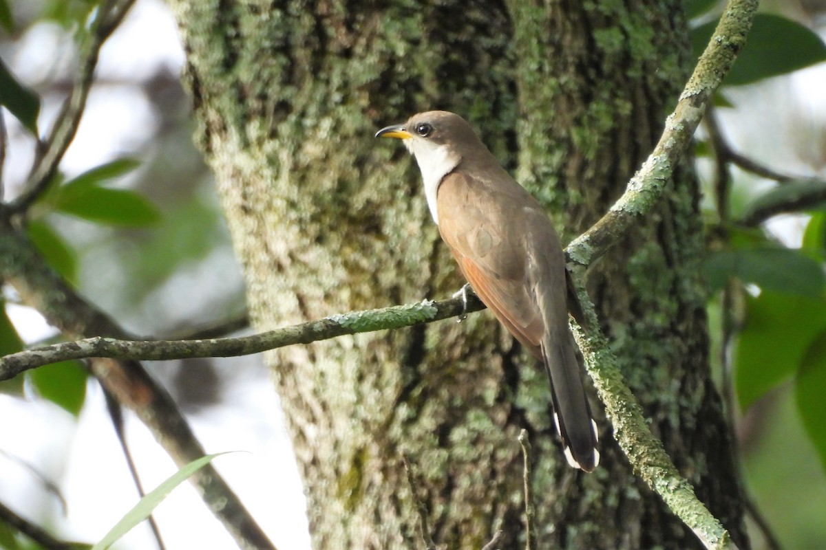 Yellow-billed Cuckoo - S. K.  Jones