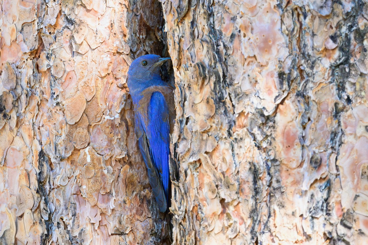 Western Bluebird - ML621290330