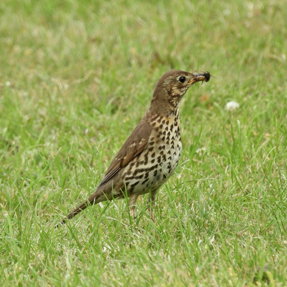 Song Thrush - ML621290335