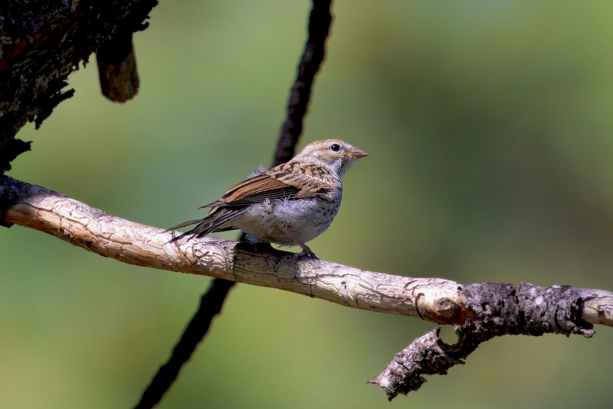 Chipping Sparrow - ML621290363