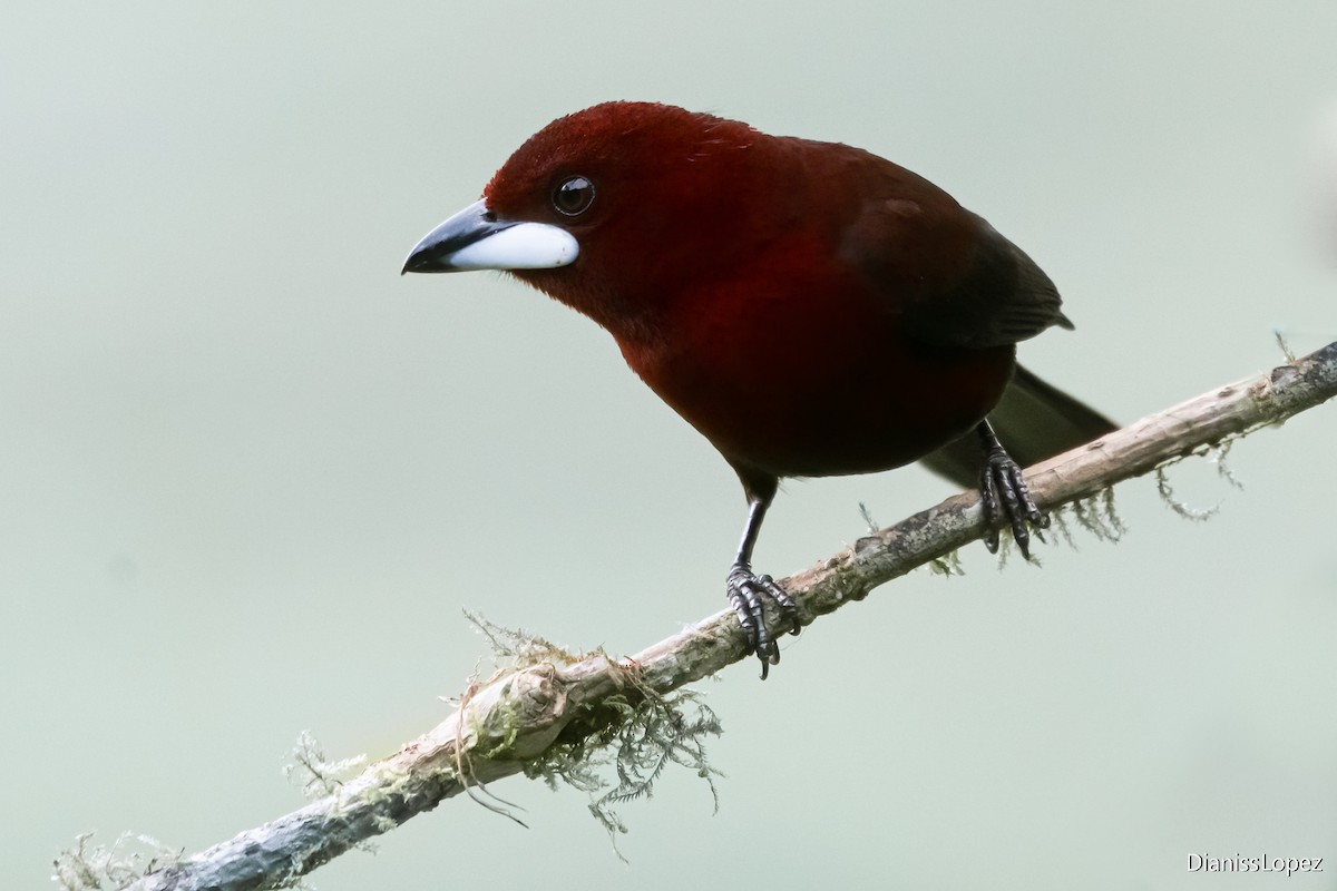 Silver-beaked Tanager - ML621290442