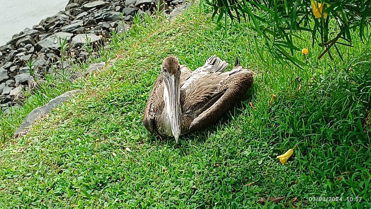 Brown Pelican - ML621290461