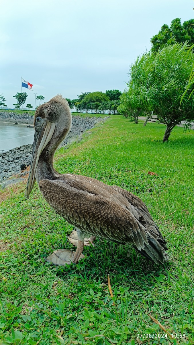 Brown Pelican - ML621290462