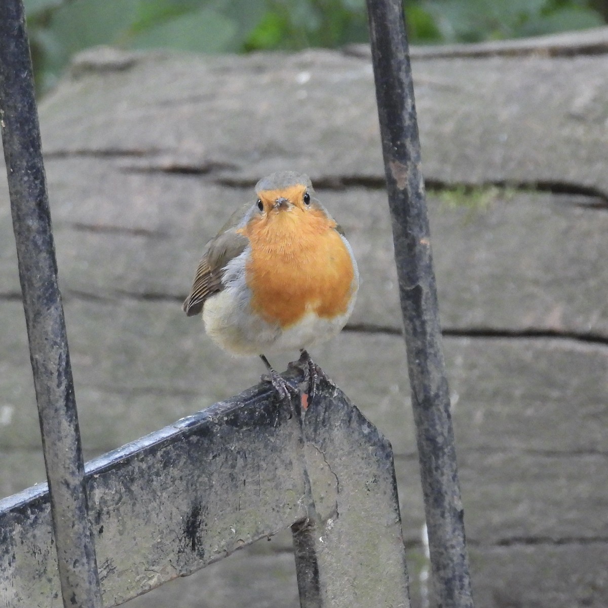 European Robin - ML621290522