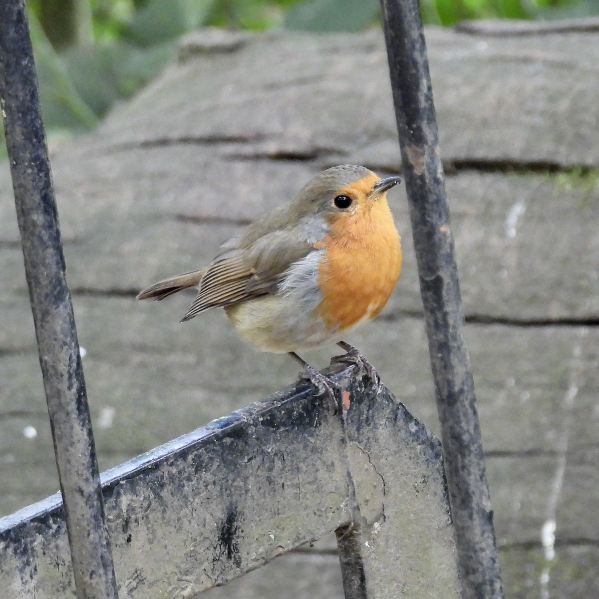 European Robin - ML621290537