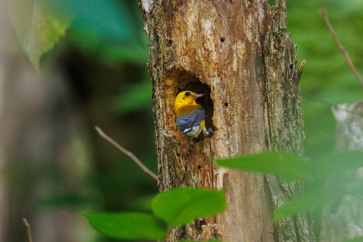 Prothonotary Warbler - ML621290542