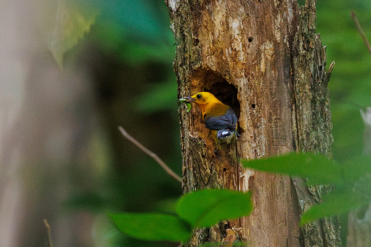 Prothonotary Warbler - ML621290543