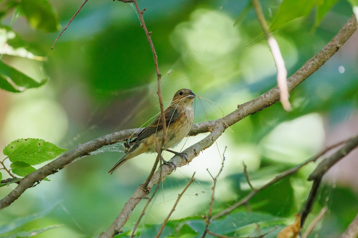 Indigo Bunting - Leena McCluney