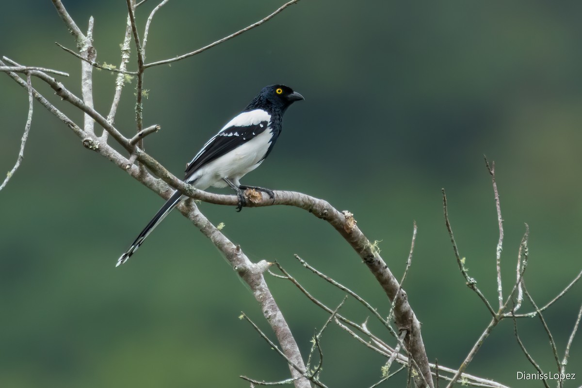 Magpie Tanager - ML621290559