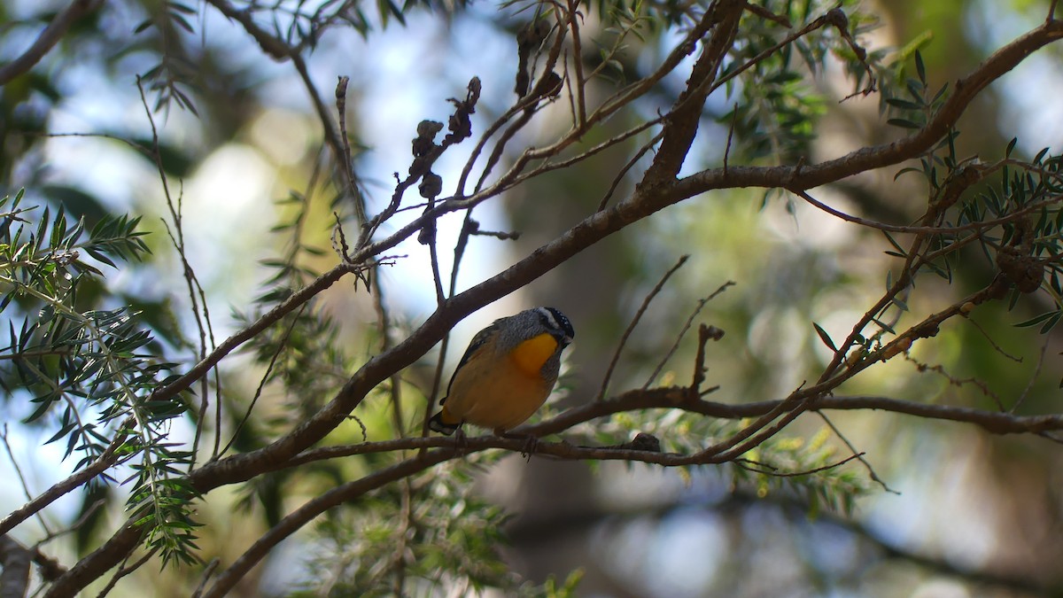 Spotted Pardalote - ML621290574