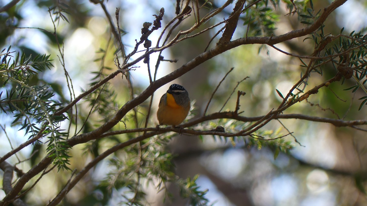 Spotted Pardalote - ML621290575