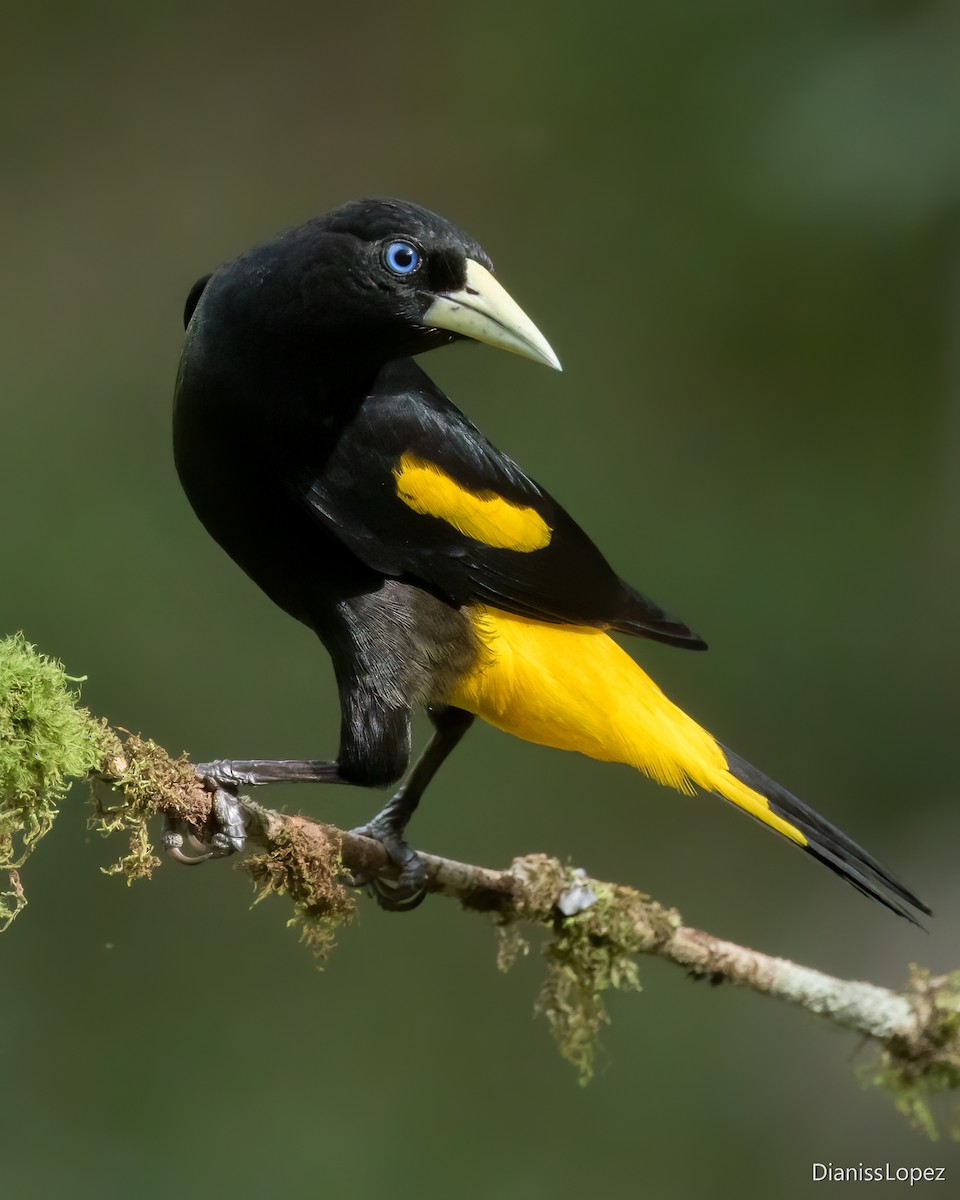 Yellow-rumped Cacique - ML621290582