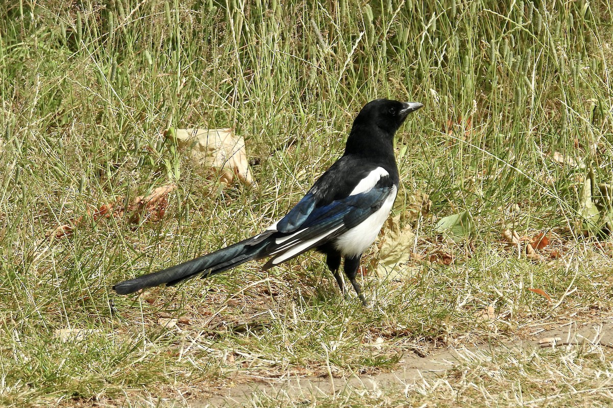 Eurasian Magpie - ML621290631