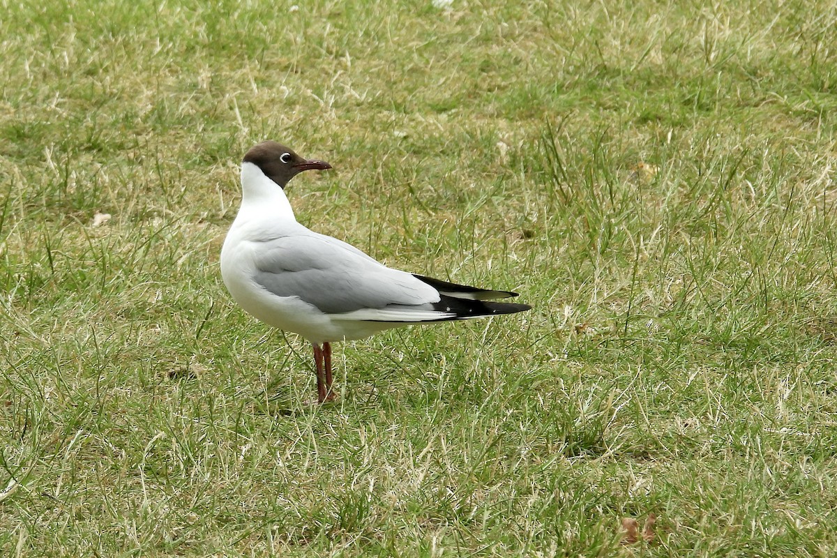 Black-headed Gull - ML621290658