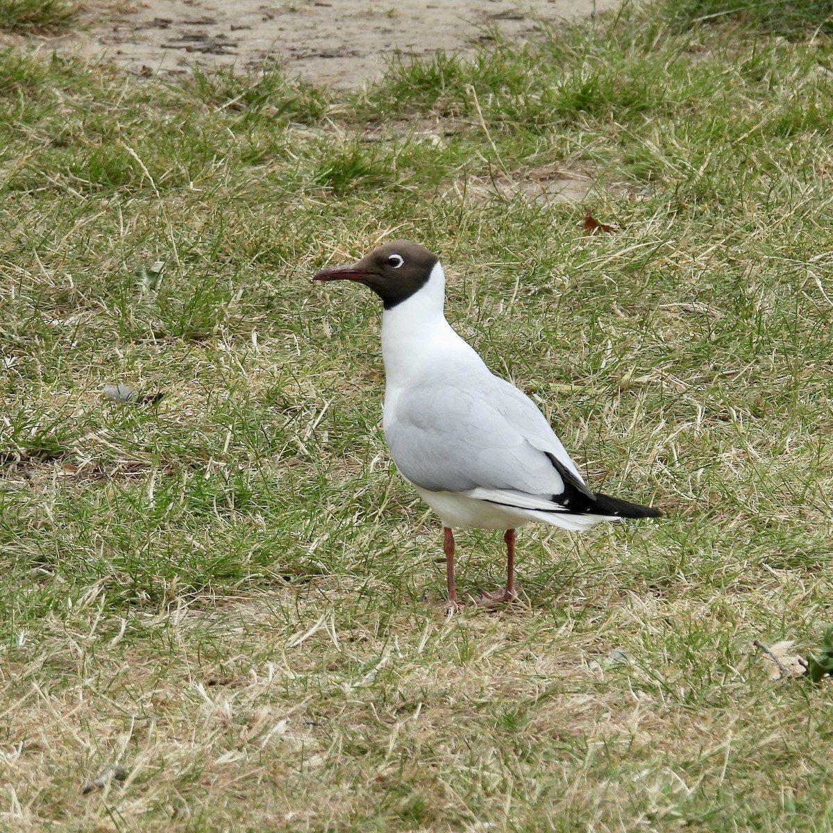 Black-headed Gull - ML621290659