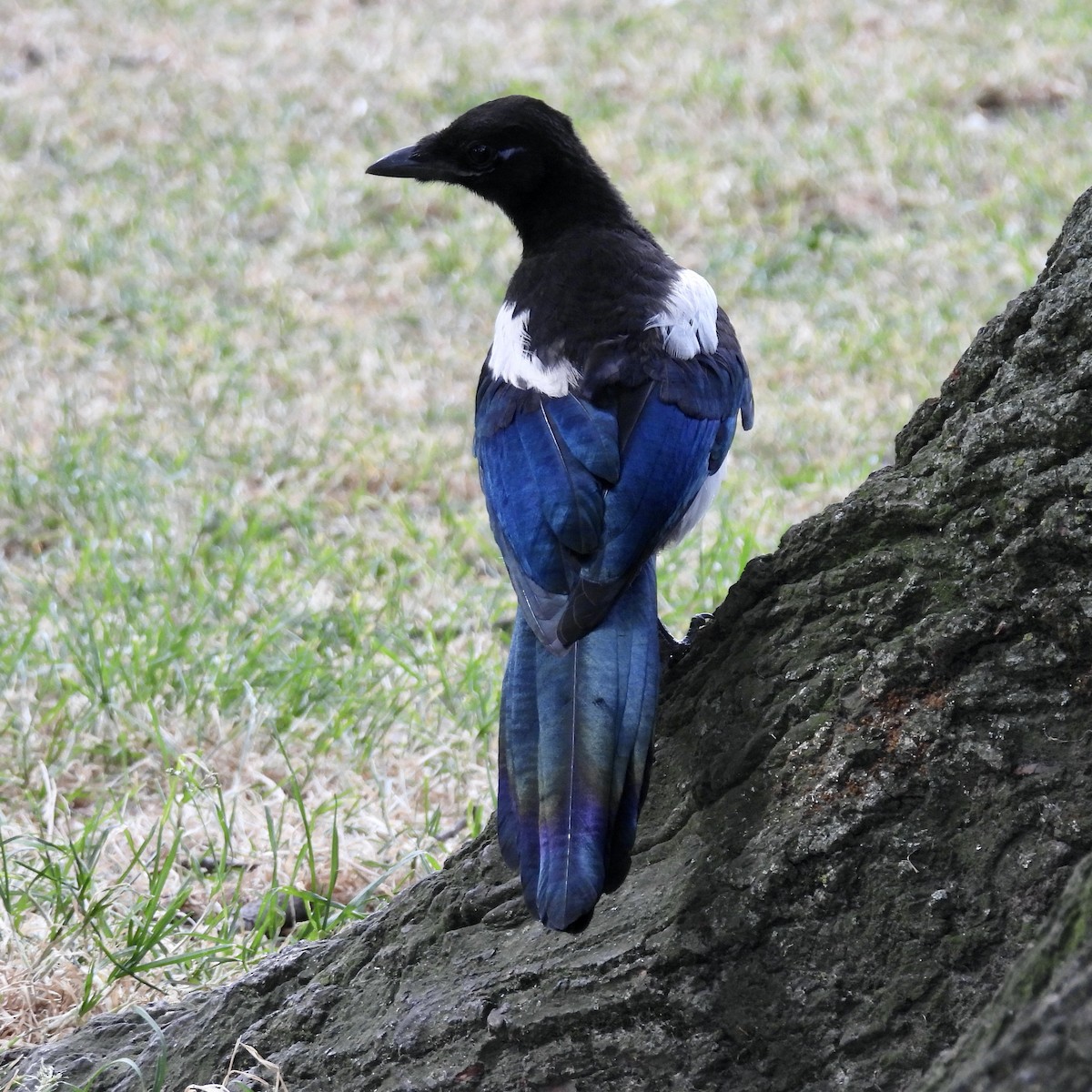 Eurasian Magpie - ML621290680