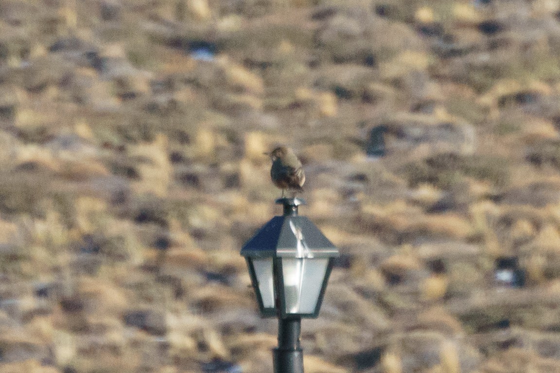Gray-bellied Shrike-Tyrant - ML621290761
