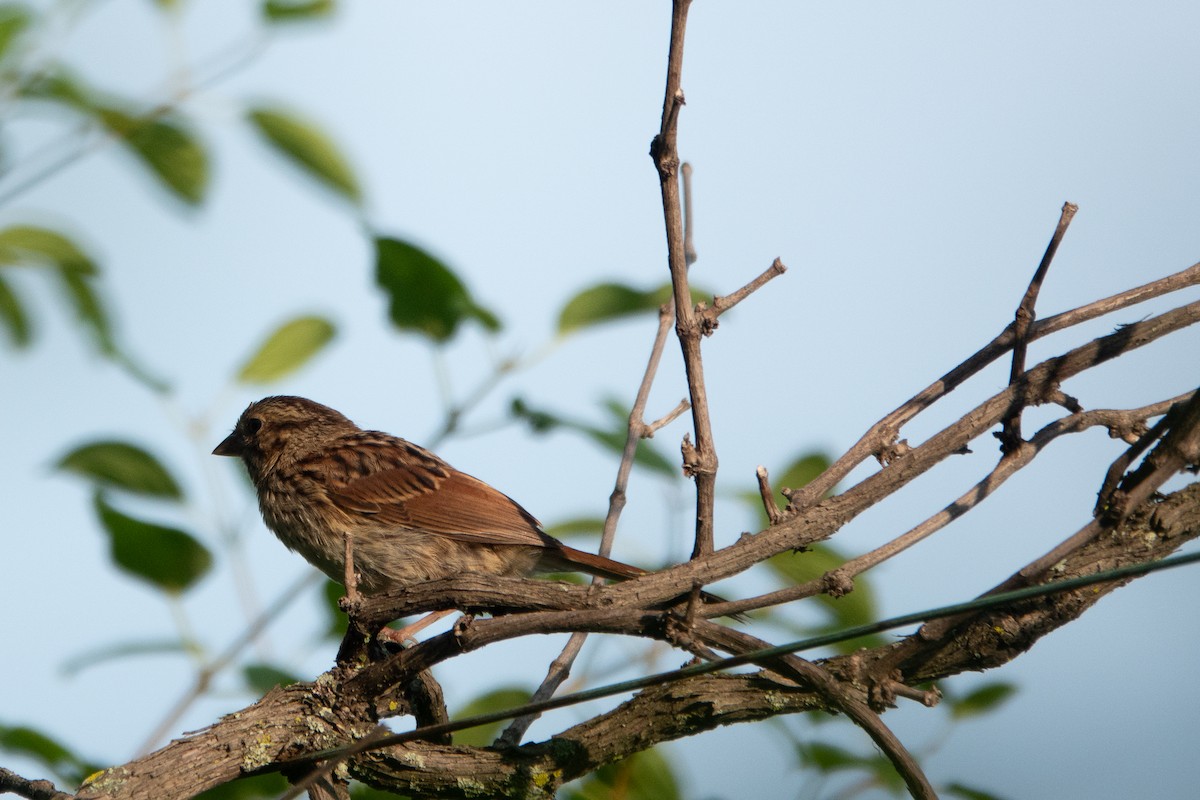 Swamp Sparrow - ML621290840