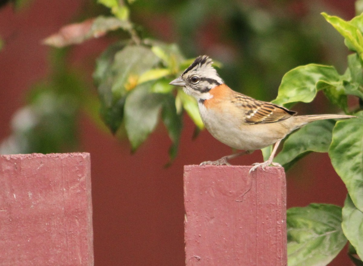 Rufous-collared Sparrow - ML621290856