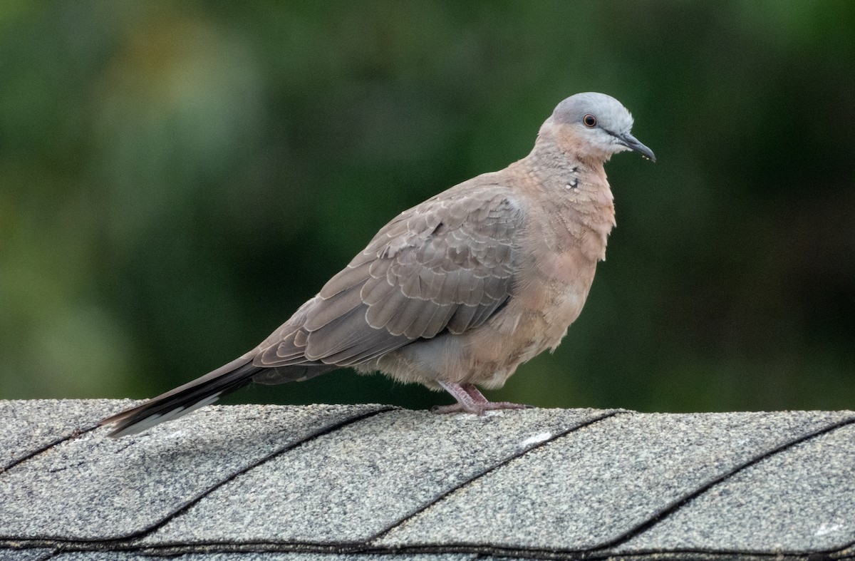 Spotted Dove - ML621290878