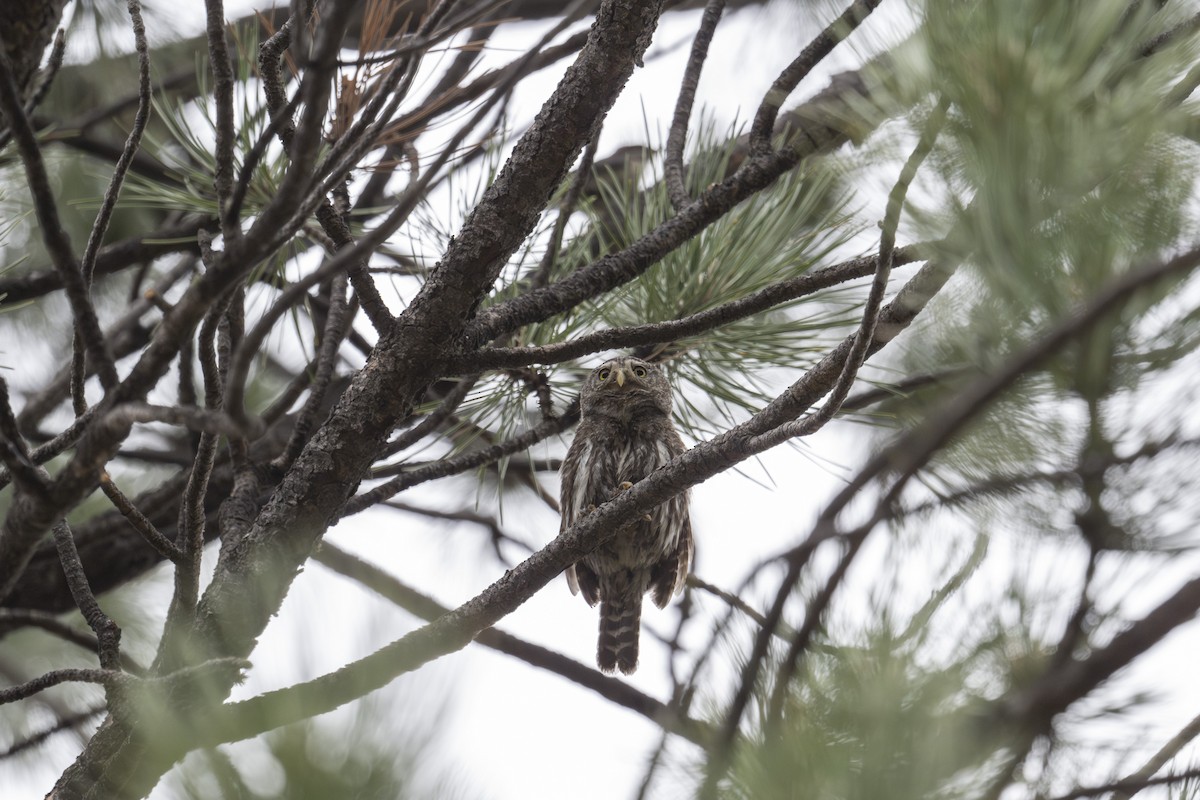 Northern Pygmy-Owl - ML621290879