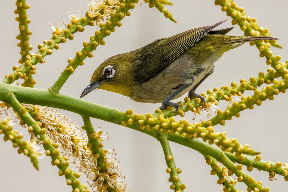 Warbling White-eye - ML621290897