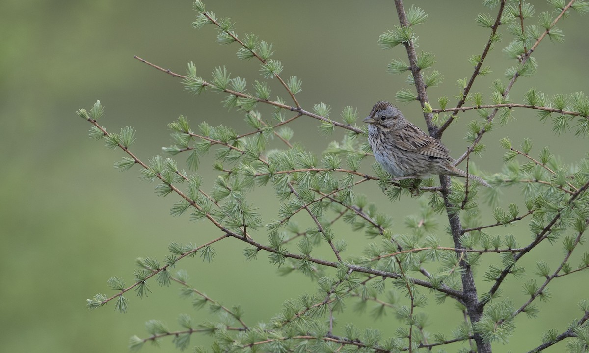 Lincoln's Sparrow - ML62129091