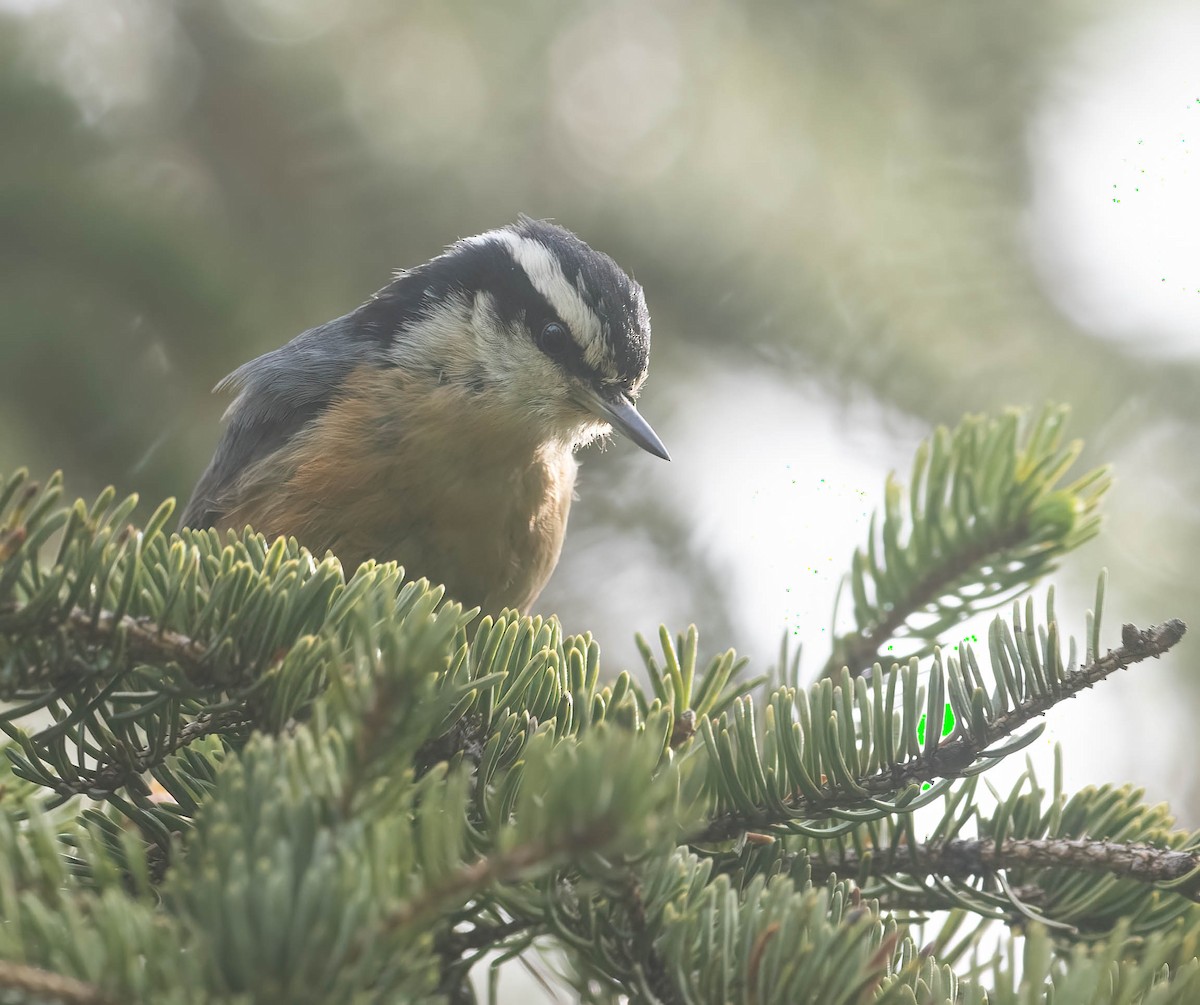 Red-breasted Nuthatch - ML621290911