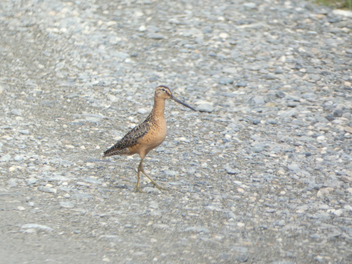 Long-billed Dowitcher - ML621290938