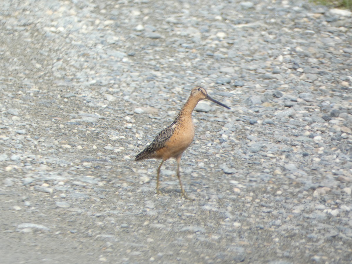 Long-billed Dowitcher - ML621290939