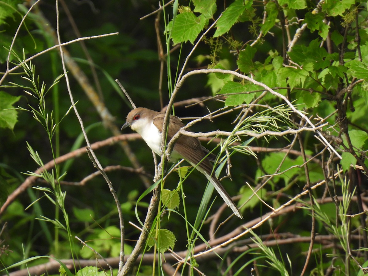 Black-billed Cuckoo - ML621290959